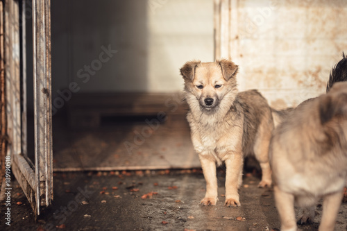 Cute dog caught by hingheri who is housed in a cage at the public shelter built by the town hall for dogs on the street or dogs abandoned by dog owners. Behing netting cage with fence mesh photo