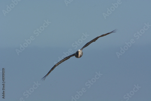 Pelicano en vuelo