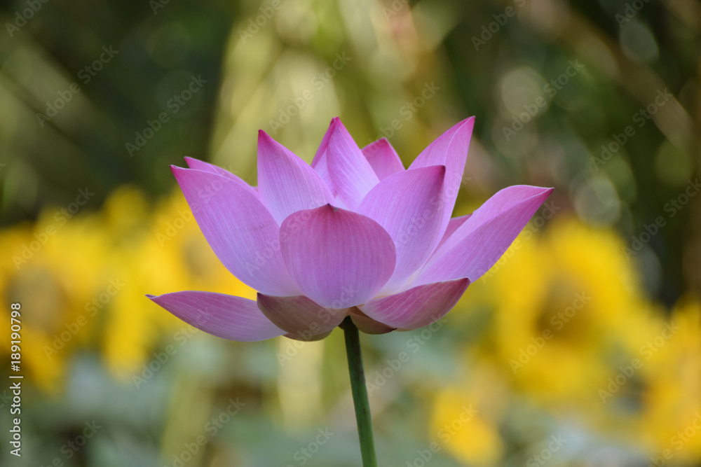 Fototapeta premium Flower, Vietnam