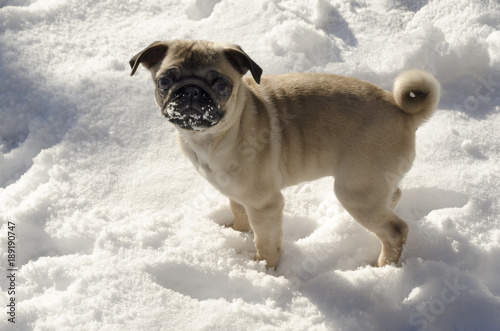 cute small ppuppy pug on winter snow photo
