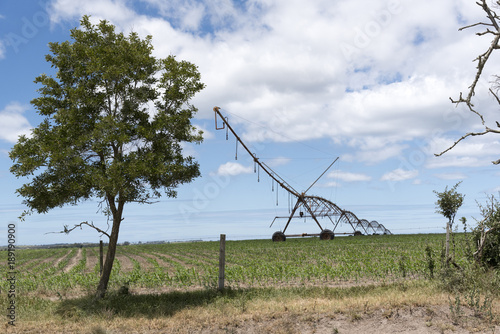 Blanco, George Western, Cape South Africa. December 2017. Irrigation sprinkler watering crops on a farm in the Blanco region. photo