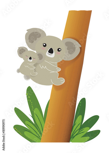 Canvas Print mamma koala  e il suo cucciolo