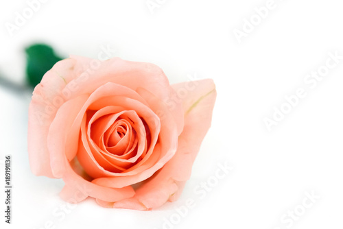 Orange rose isolated white background.