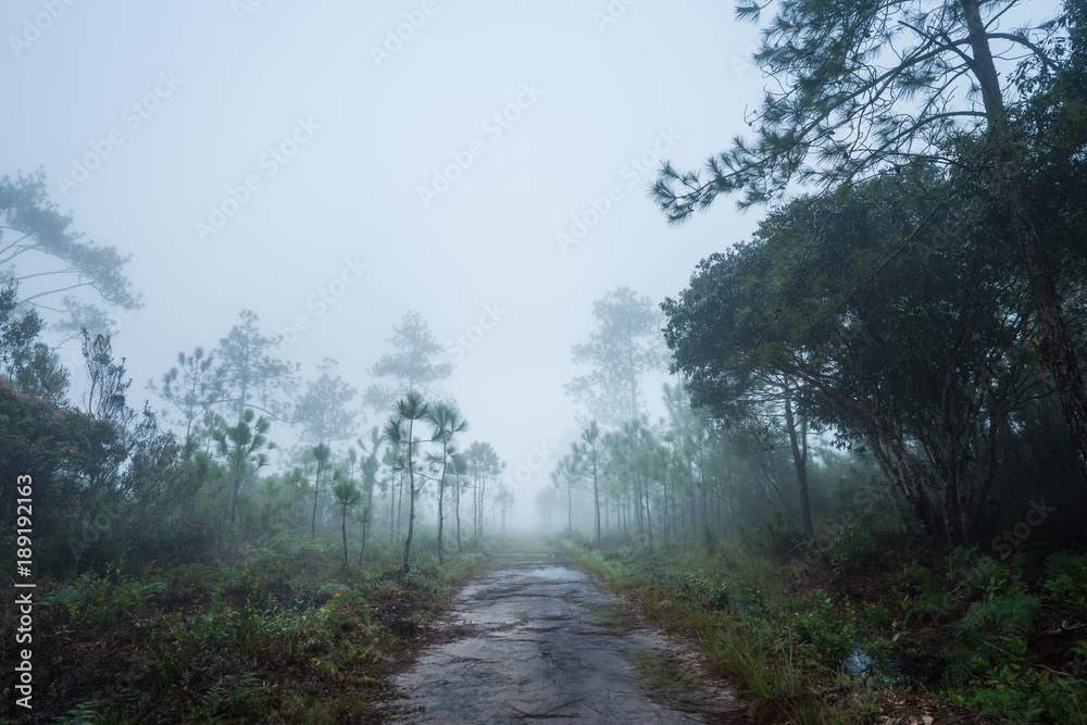 Forest path with pine and mist Forest path with pine and mist