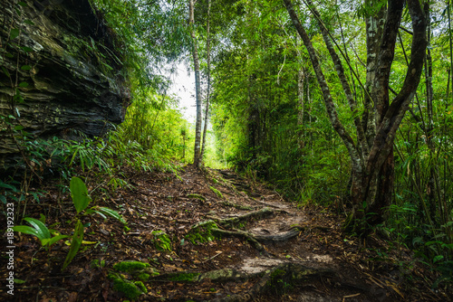 Forest path in a green rainforest