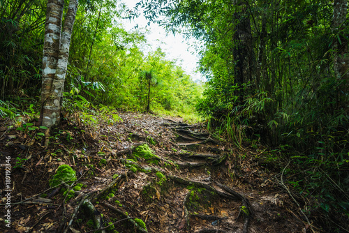 Forest path in a green rainforest