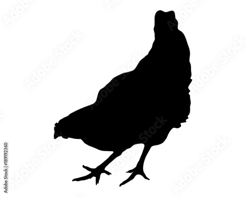 Silhouette eines Blausperbers
