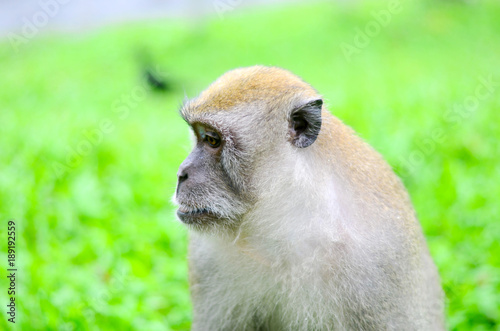 Cute monkey lives in a natural forest of Thailand.