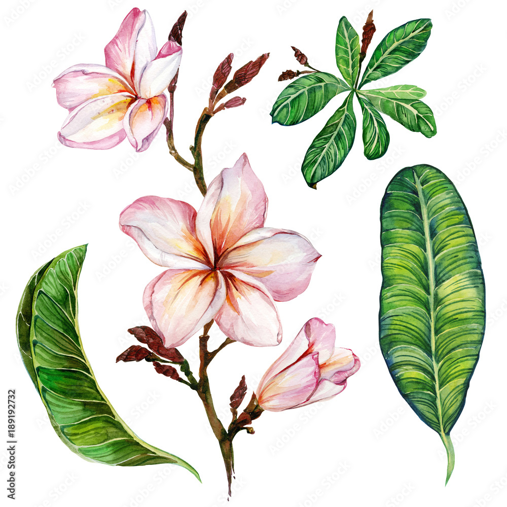 Pink plumeria flower on a twig. Floral set (flowers and leaves). Isolated on white background.  Watercolor painting.