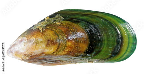 Shell of green mussel isolated on white background
