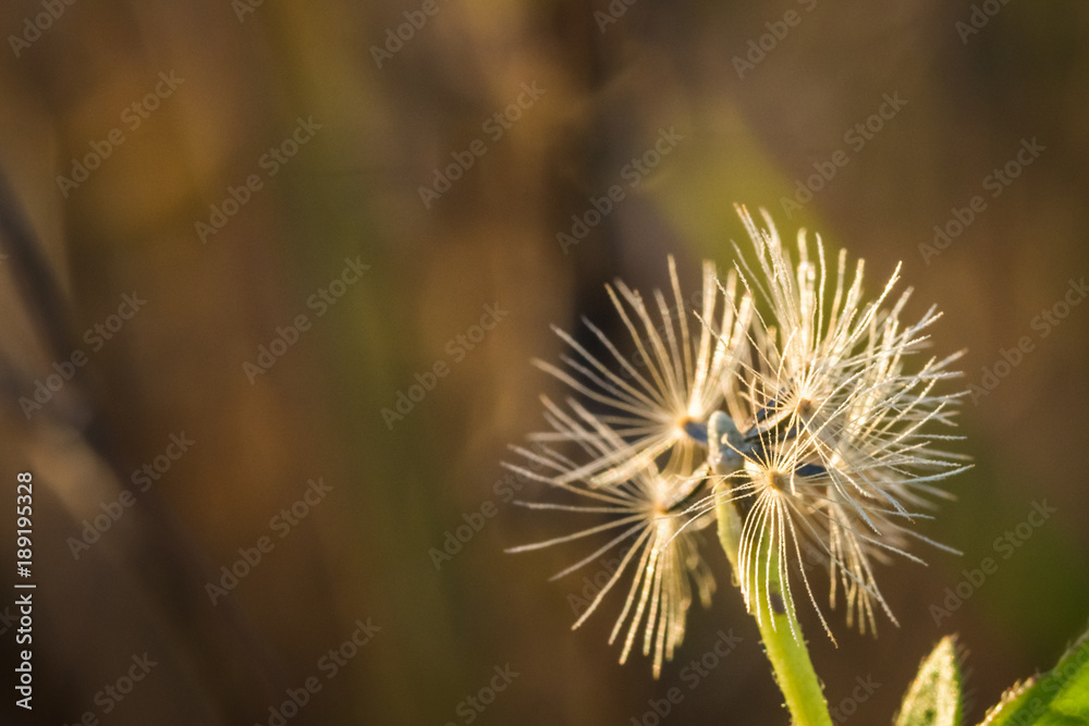 grass flower