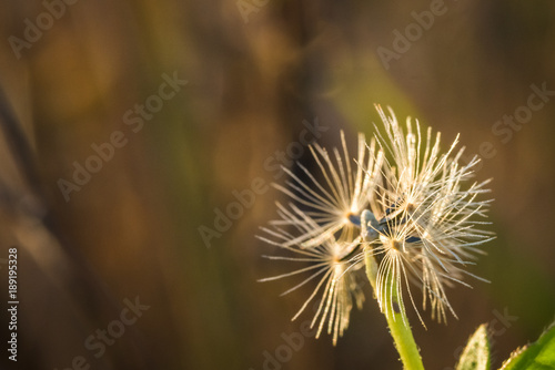 grass flower