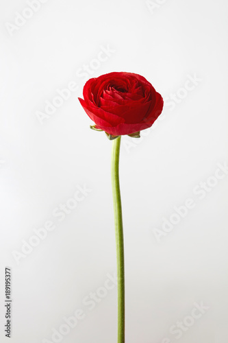 red ranunculus flower on a gray background