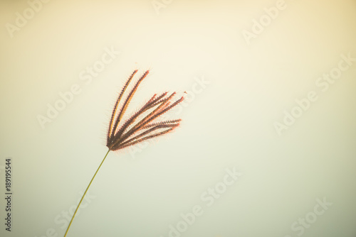 grass flower