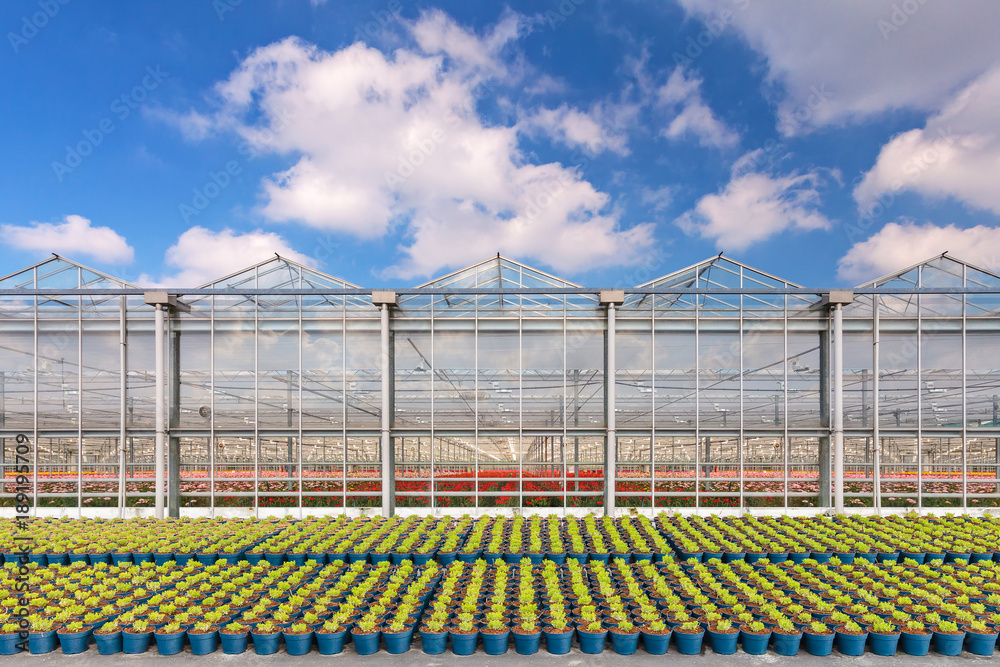 Dutch greenhouse with blue plant pots in front Dutch greenhouse with blue plant pots in front