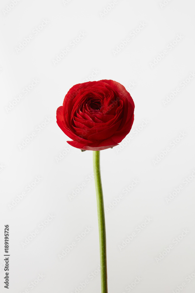 red ranunculus flower on a white background red ranunculus flower on a white background