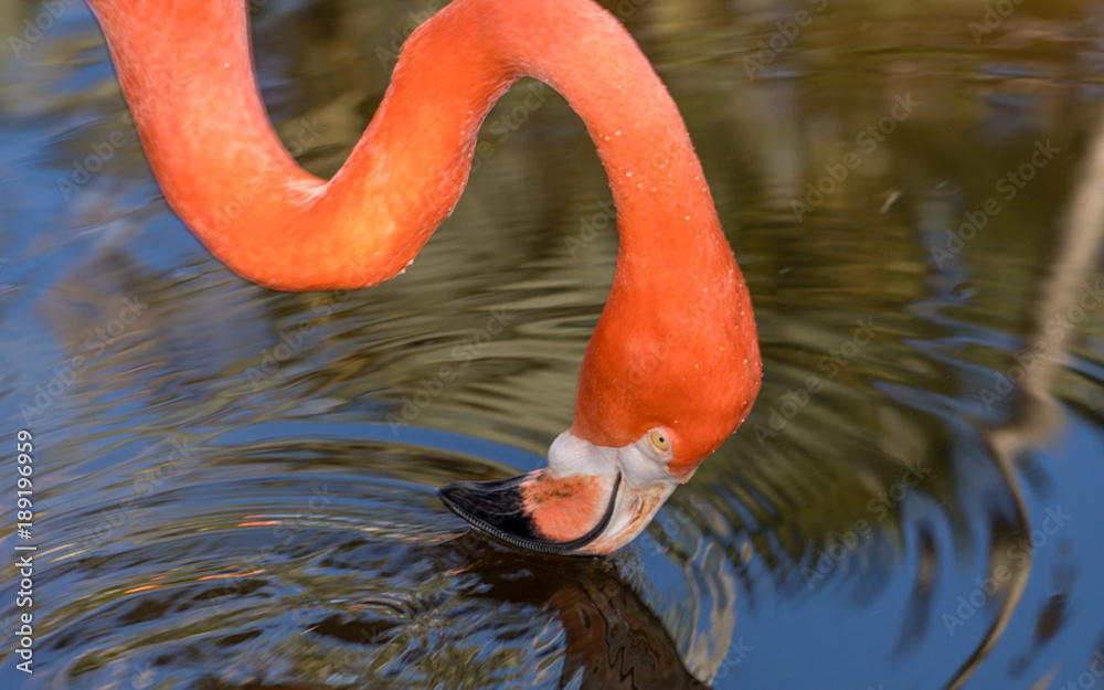 Fototapeta premium Nature Photography