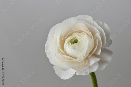 Fototapeta Naklejka Na Ścianę i Meble -  white ranunculus flower on a gray background
