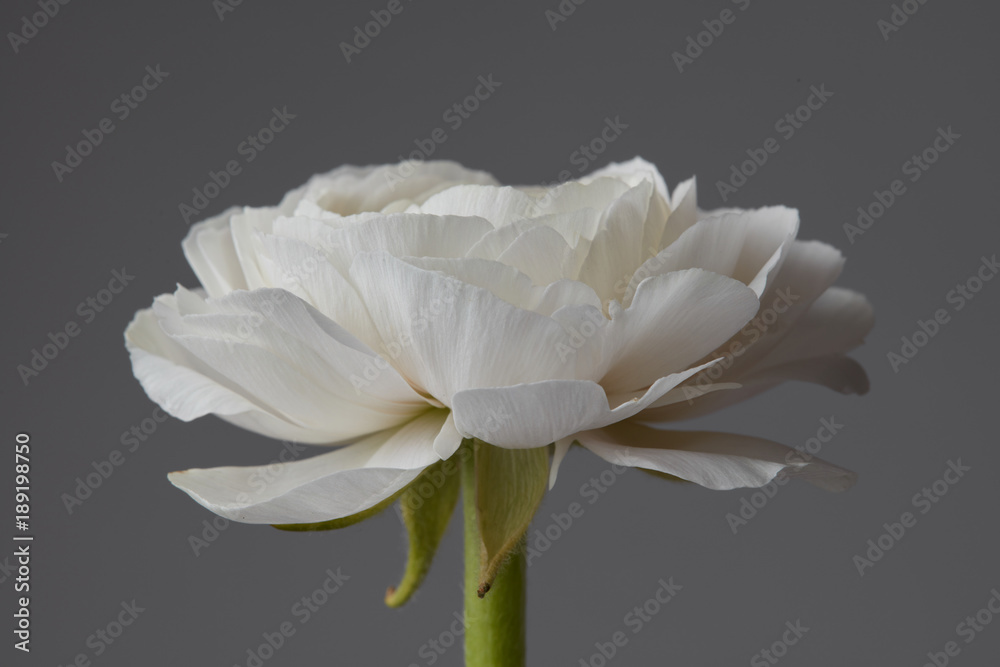 Fototapeta premium beautiful white ranunculus on a gray background