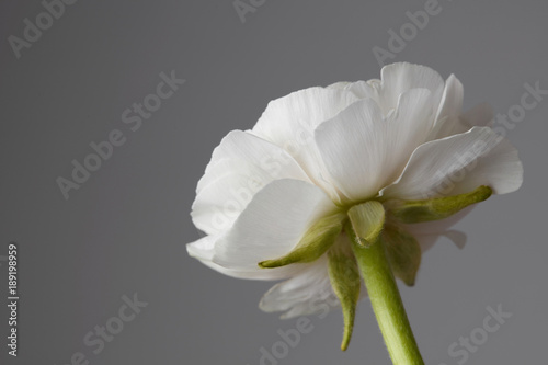 beautiful white ranunculus on a gray background