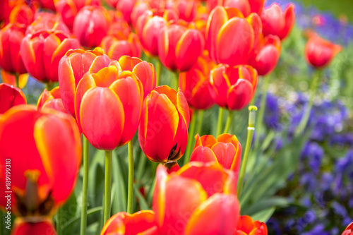 Bright red tulips flowers