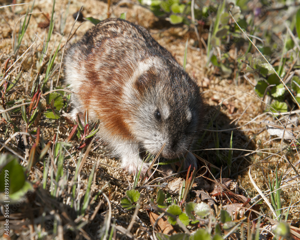 Lemming Lemming