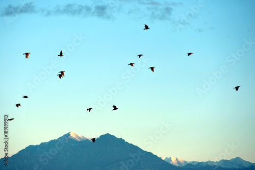 Flight of birds. Freedom. Travel. Silhouette © habilis123