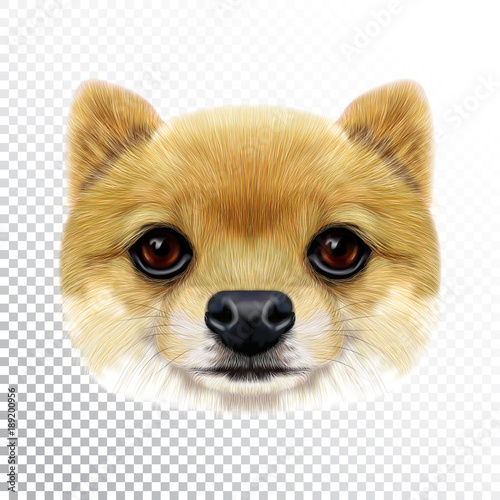 Vector Illustrated face of Pomeranian Spitz Dog.