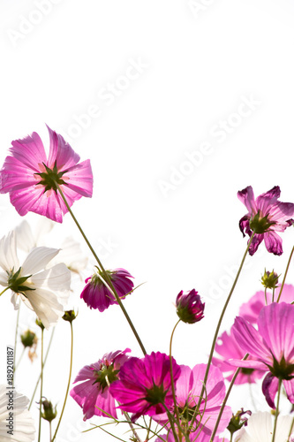 Beautiful pink color cosmos flower on white sky background