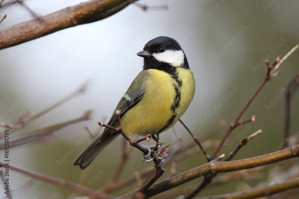 Magnifique regard pensif d'une mésange charbonnière perchée sur sa branche Magnifique regard pensif d'une mésange charbonnière perchée sur sa branche