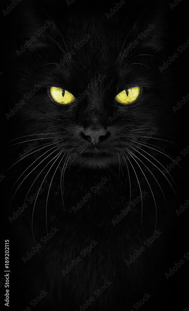 Black Cat looking at the camera, Close-up cat portrait. fiery glance