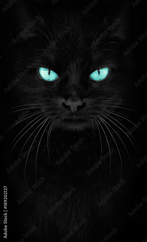 Black Cat looking at the camera, Close-up cat portrait. blue eyes. frosty look
