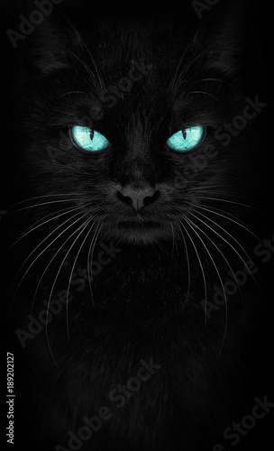 фотографія Black Cat looking at the camera, Close-up cat portrait