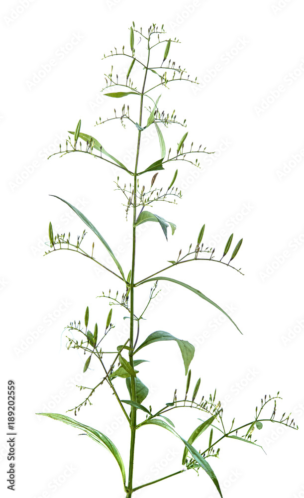 andrographis paniculata isolated on white background Stock Photo | Adobe  Stock