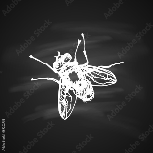 Fly Icon
