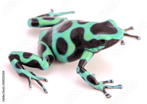 poison dart or arrow frog, Dendrobates auratus from the tropicla rain forest of Costa Rica and Panama isolated on a white background.