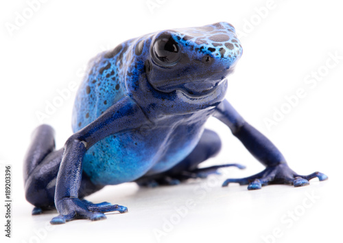 blue poison dart frog, Dendrobates azureus isolated on a white background