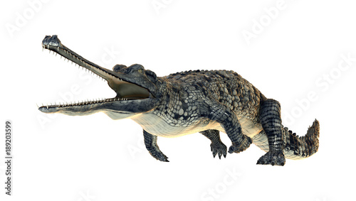 3D Rendering Gharial on White