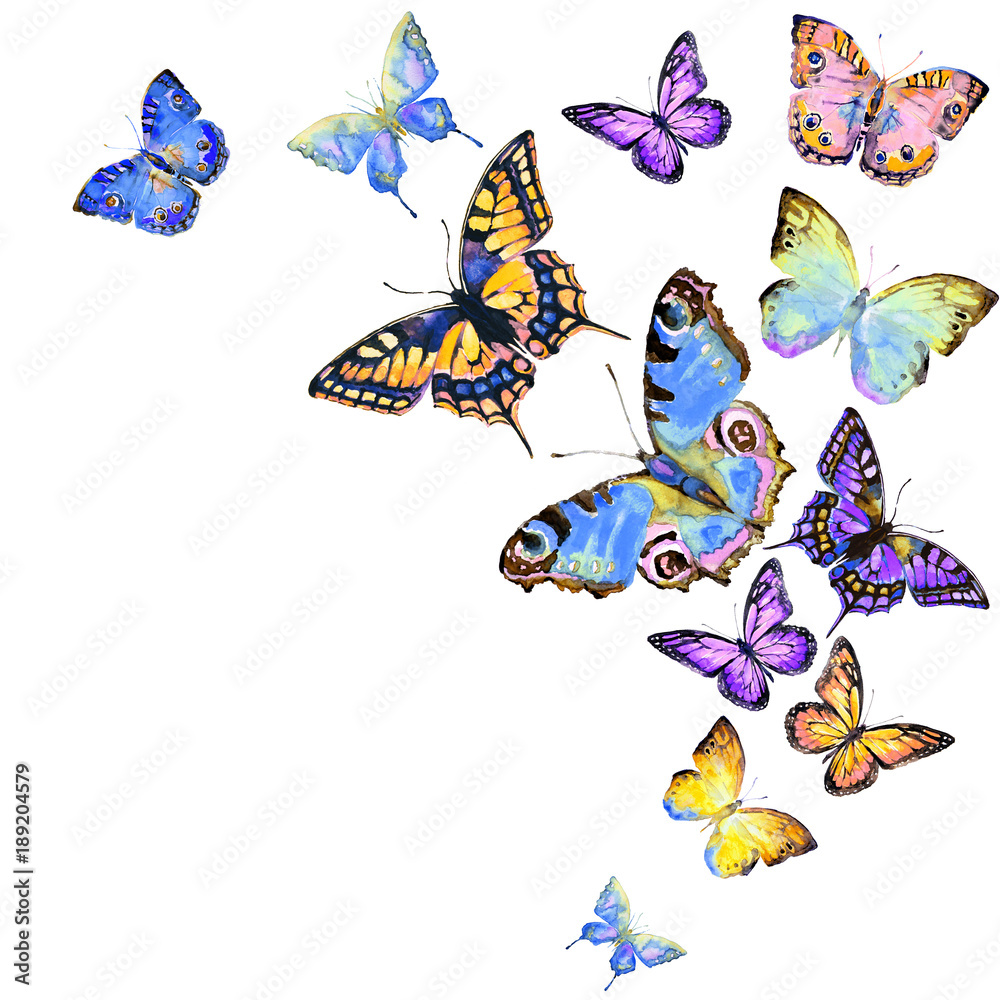 beautiful color butterflies, set, watercolor,  isolated  on a white