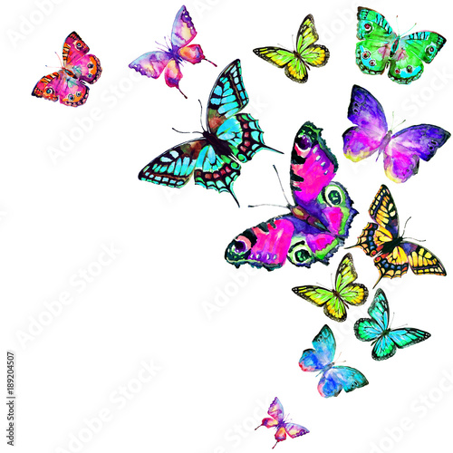 beautiful color butterflies  set  watercolor   isolated  on a white