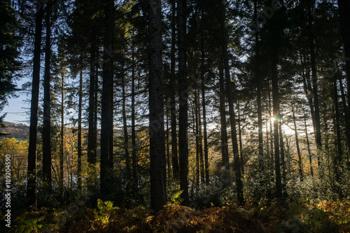Sunlight through trees at Broomhead Reservoir, Peak District, UK