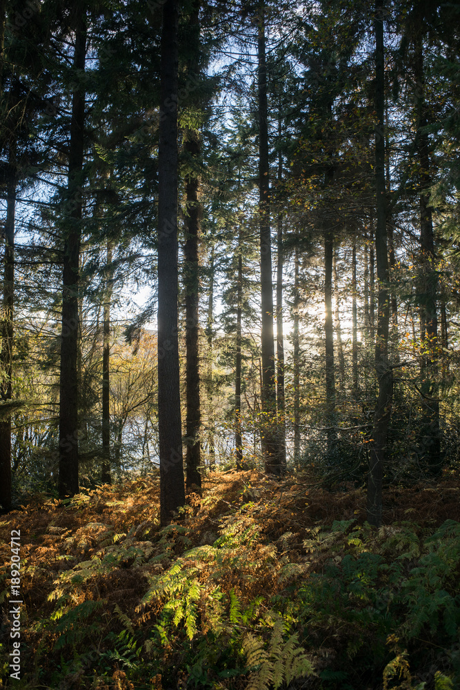 Sunlight through trees at Broomhead Reservoir, Peak District, UK Sunlight through trees at Broomhead Reservoir, Peak District, UK