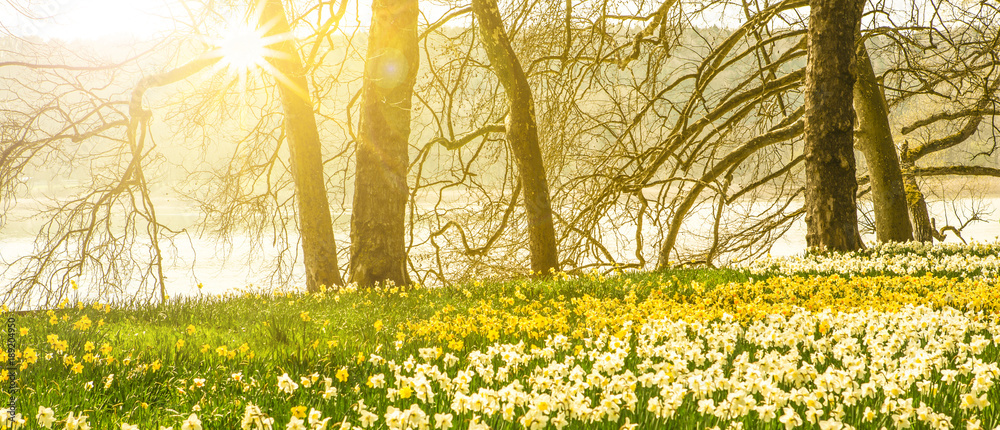 Fototapeta premium Frühlingsblumen