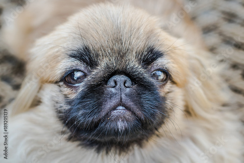 Face of Pekingese or lion dog photo