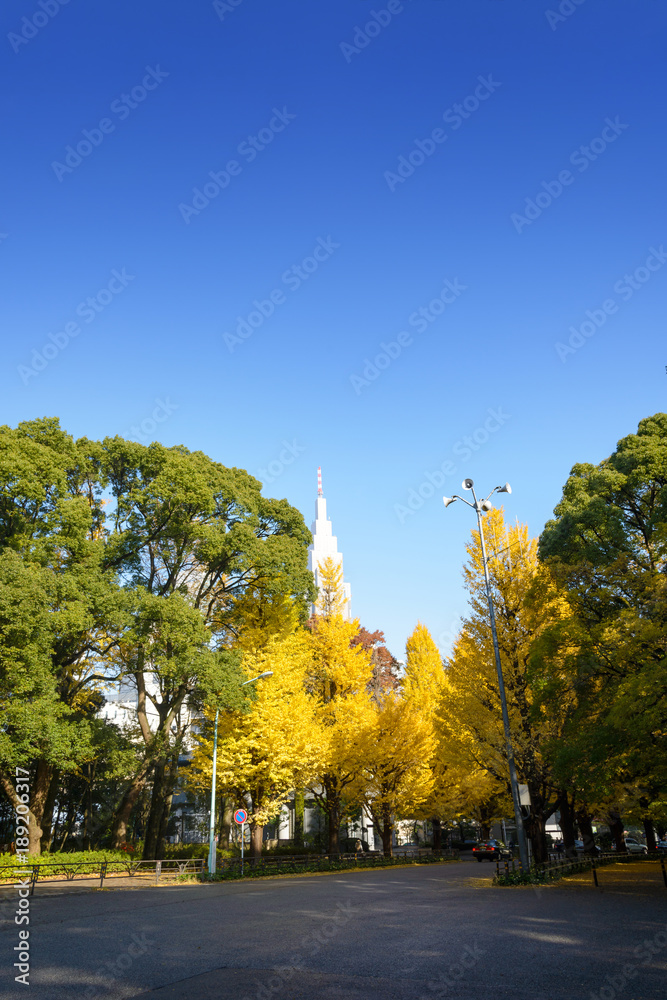Fototapeta premium Ginkgo tree in front of Meiji Jingu Shrine in autumn season with sunshine blue sky background. Ginkgo tree is a Yellow Ginkgo leaves. tokyo , japan