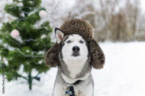 Obraz na płótnie Christmas dog with fur cap with ear flaps w salonie