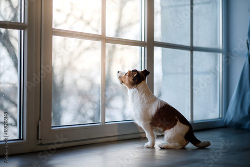 Fototapeta Naklejka Na Ścianę i Meble -  Jack Russell Terrier on the window sill