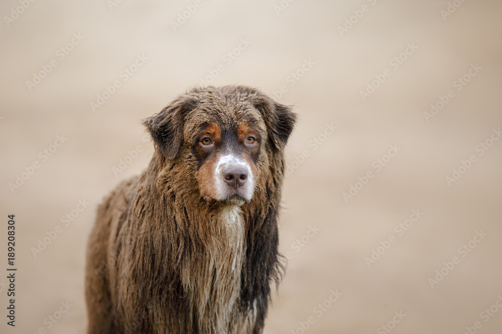 Fototapeta premium Dirty dog. Australian shepherd