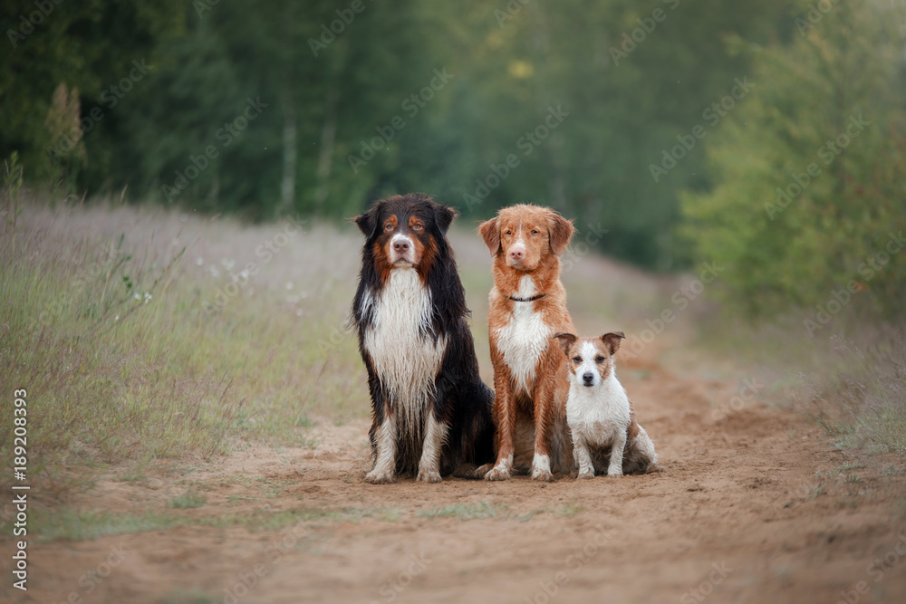 Three dogs outdoors