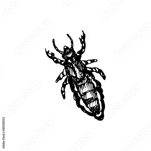 Sucking louse Icon